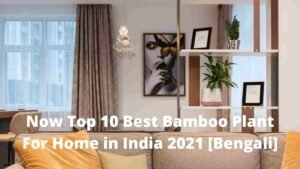 Now Top 10 Best Bamboo Plant For Home in India 2021 [Bengali]
