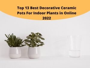 Best Decorative Ceramic Pots For Indoor Plants